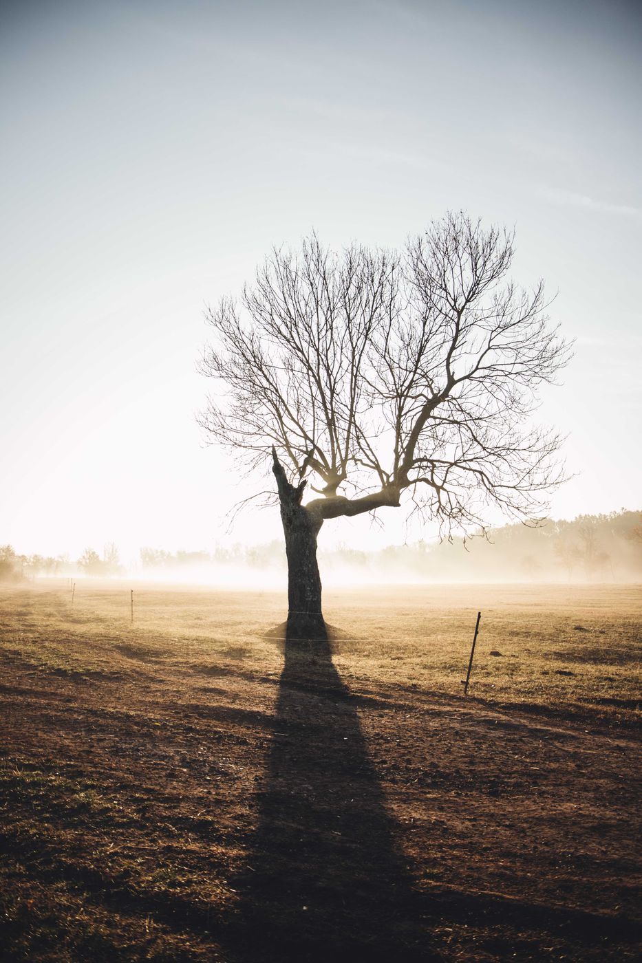'The Ehle Tree', Germany
