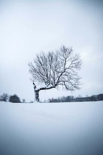 'The Ehle Tree'