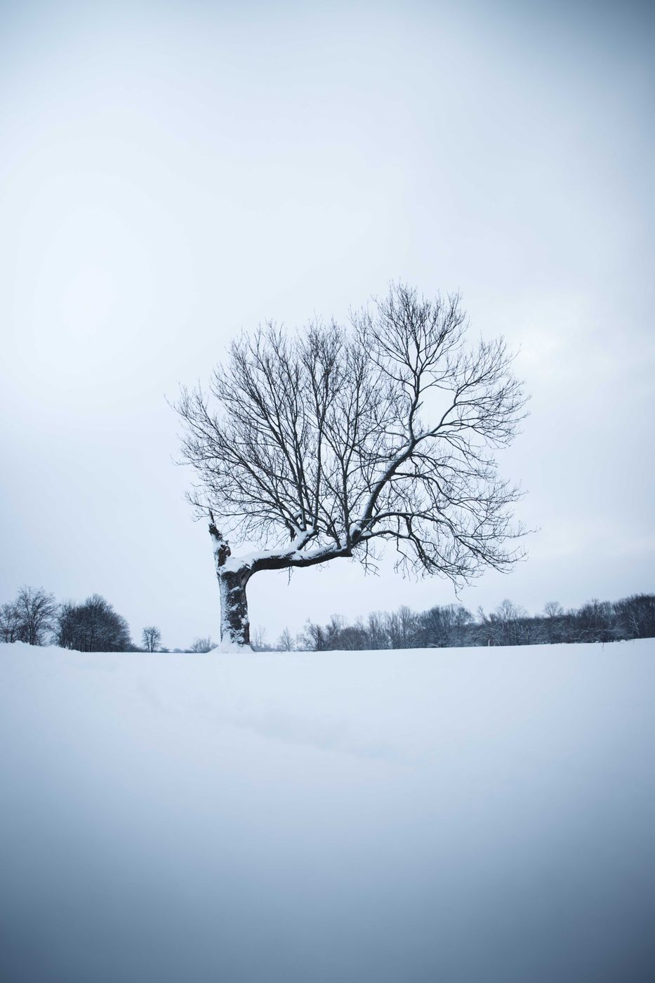 'The Ehle Tree', Germany