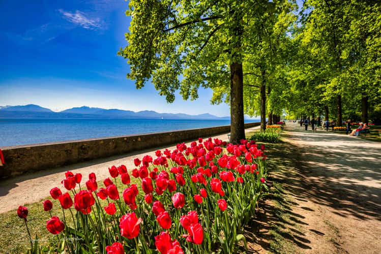 Tulip Festival, Morges, Lac Leman