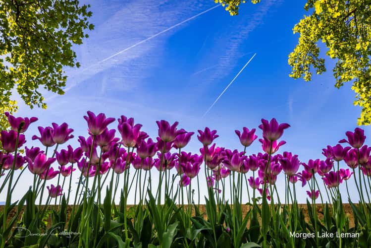 Tulip Festival, Morges, Lac Leman