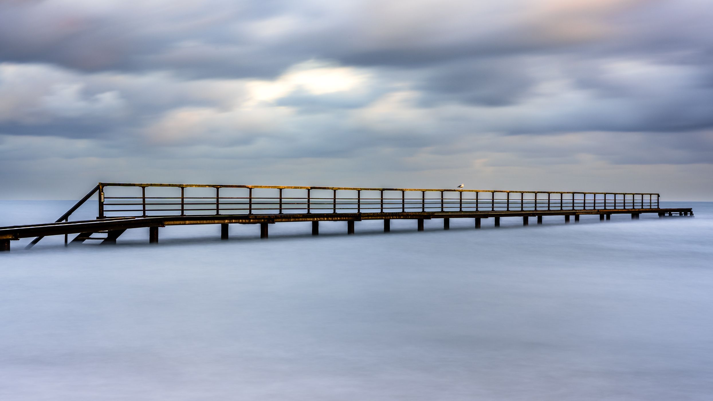 unexpected seagull, Denmark