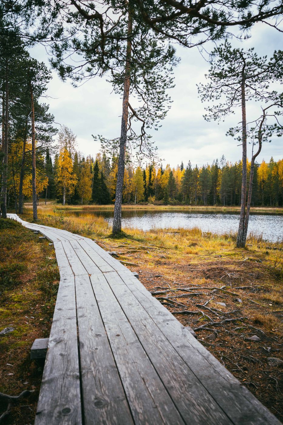 Walkaway at Ahvenlampi, Pyhä-Luosto National Park, Finland