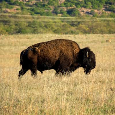 Wichita Mountains, USA