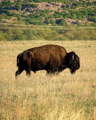 Wichita Mountains
