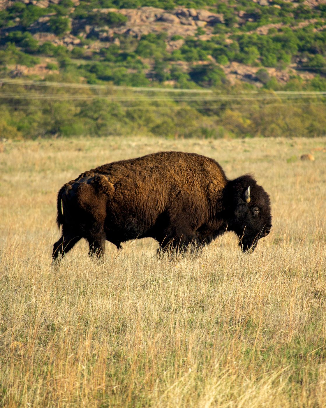 Wichita Mountains, USA