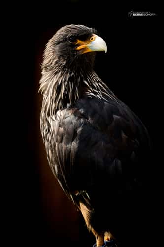 Zoo Neunkirchen
