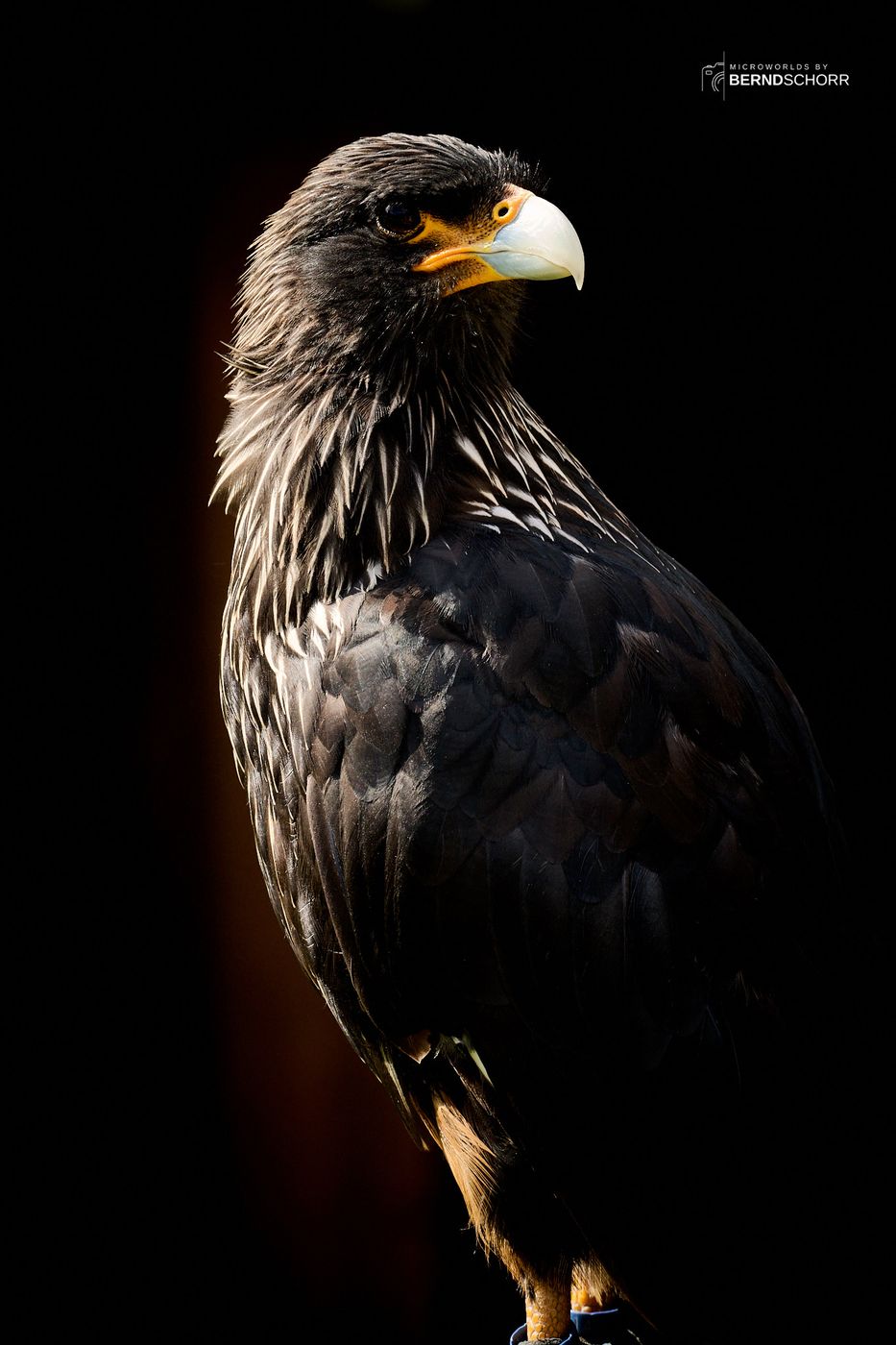 Zoo Neunkirchen, Germany