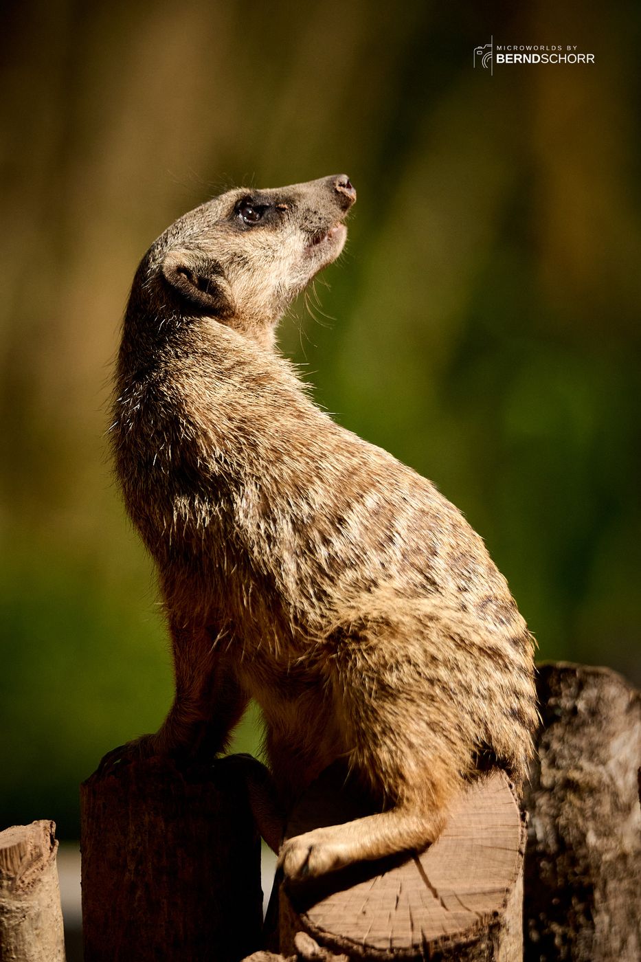 Zoo Neunkirchen, Germany