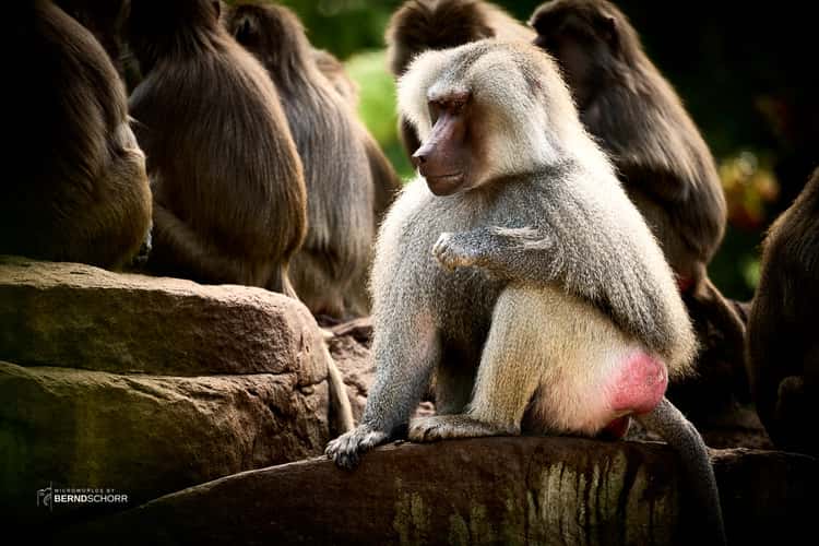 Zoo Neunkirchen