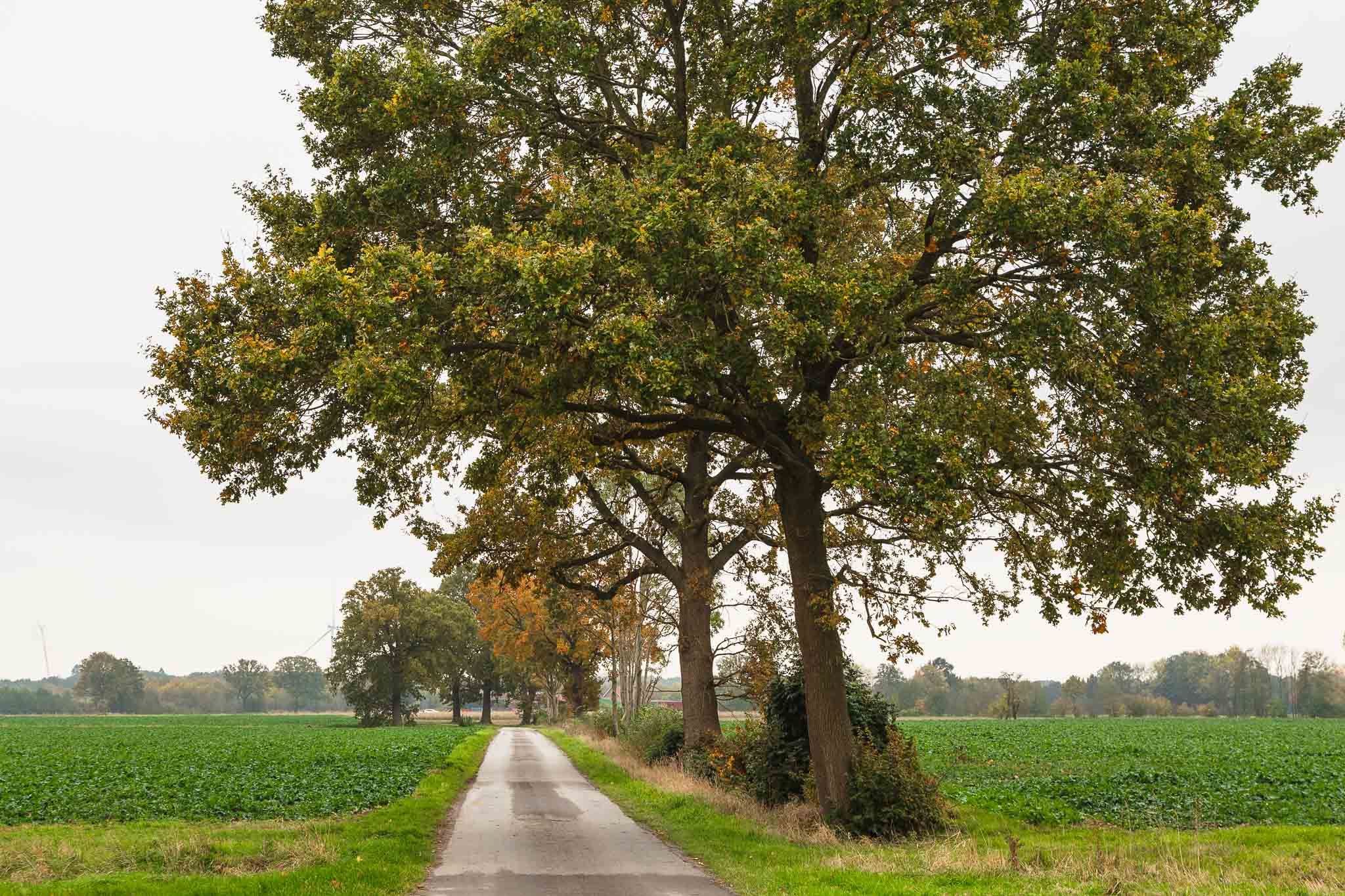 Allee im Herbst, Germany