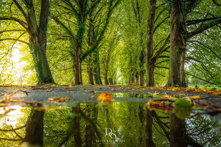 Avenue near Ahlen