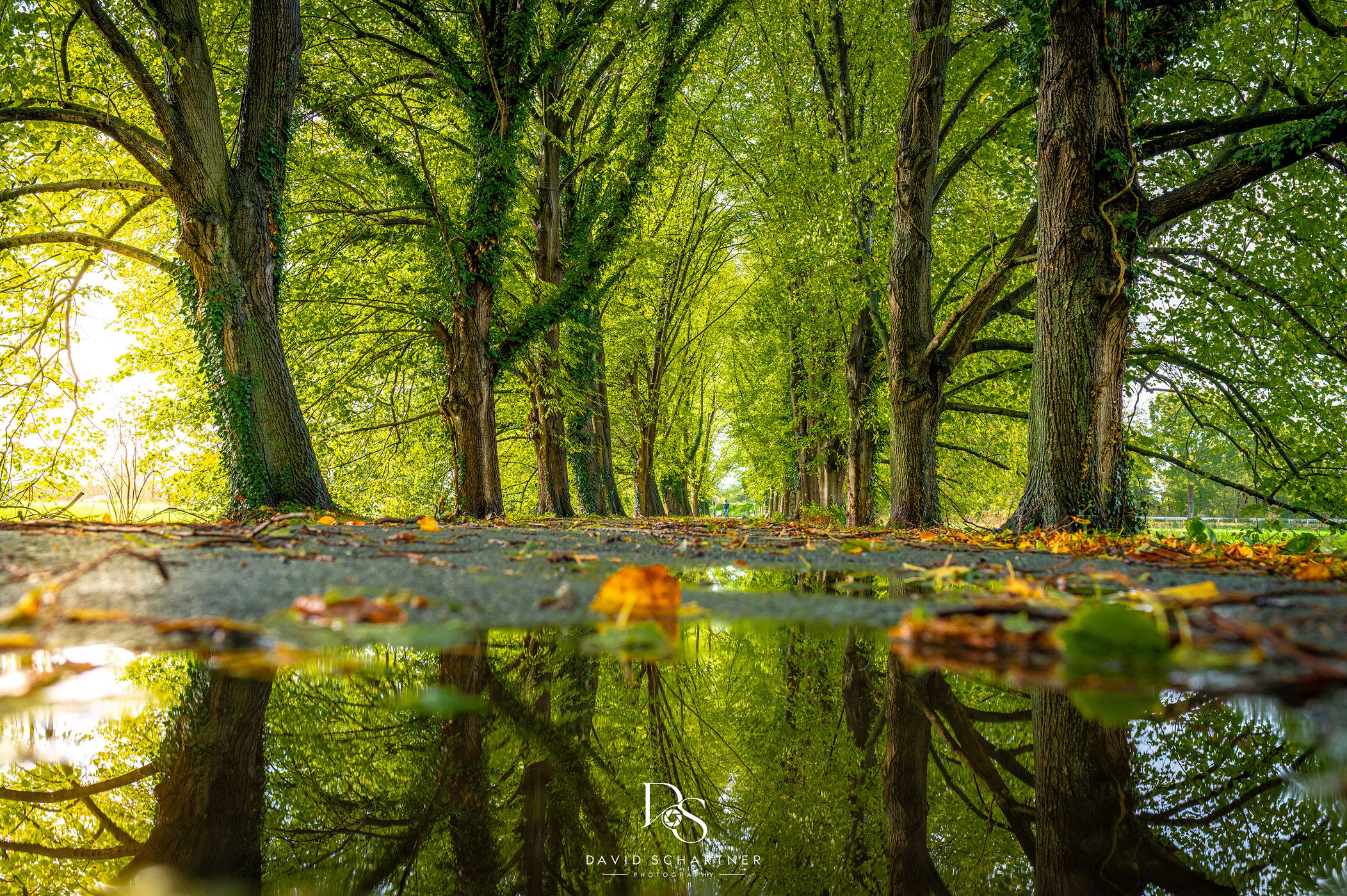 Avenue near Ahlen, Germany