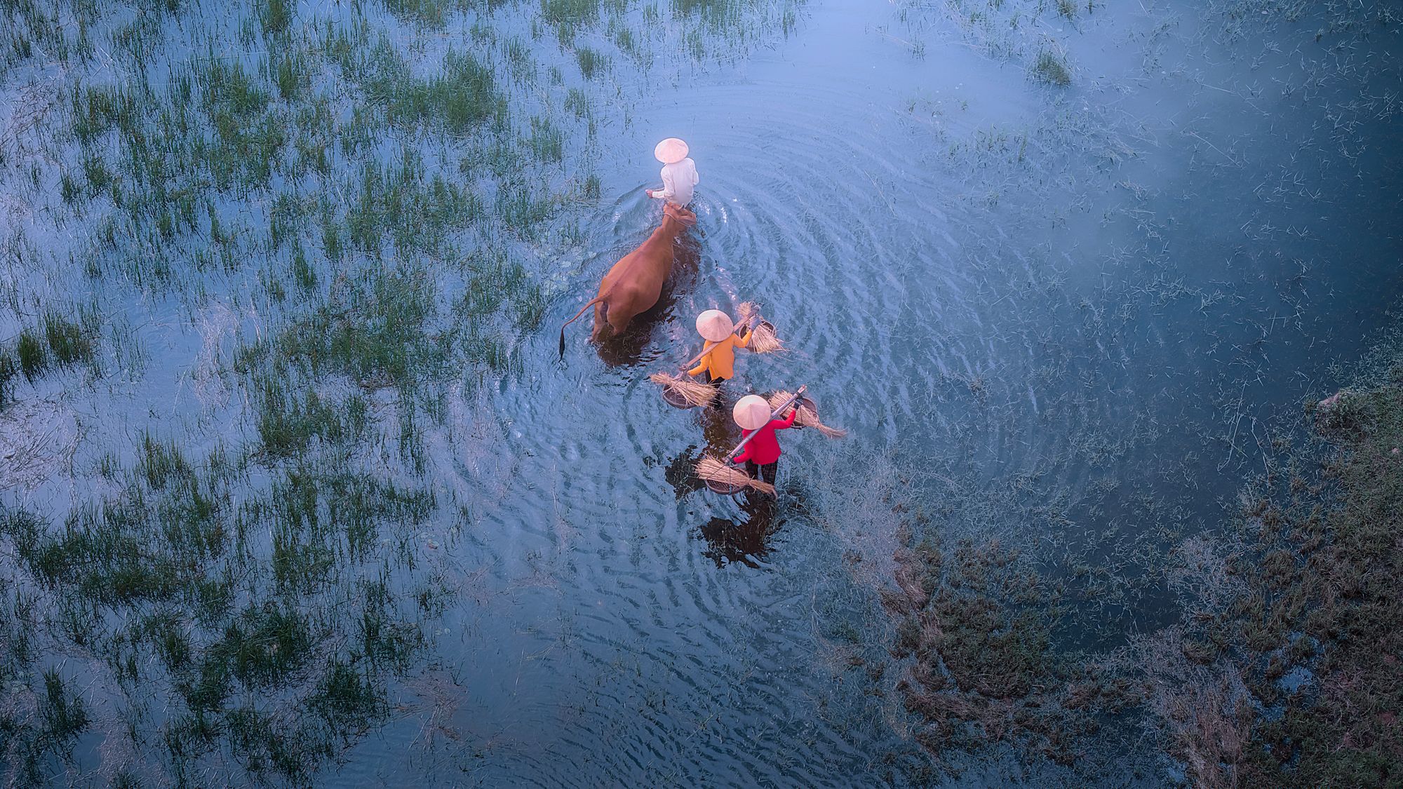 Hoi An Pastoral Cattle Herding Fields, Vietnam