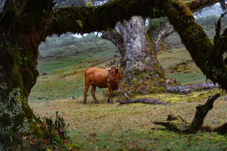 Fanal Forest