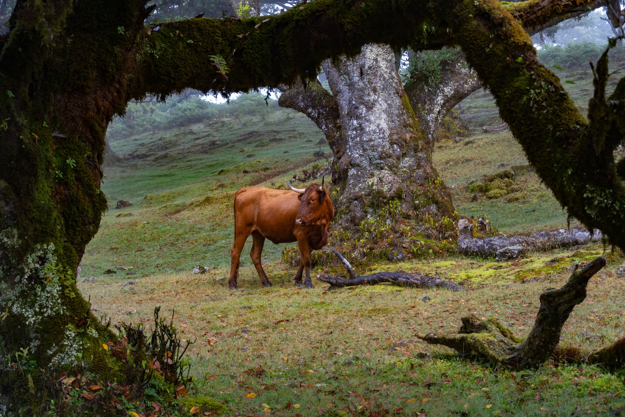 Fanal Forest, Portugal
