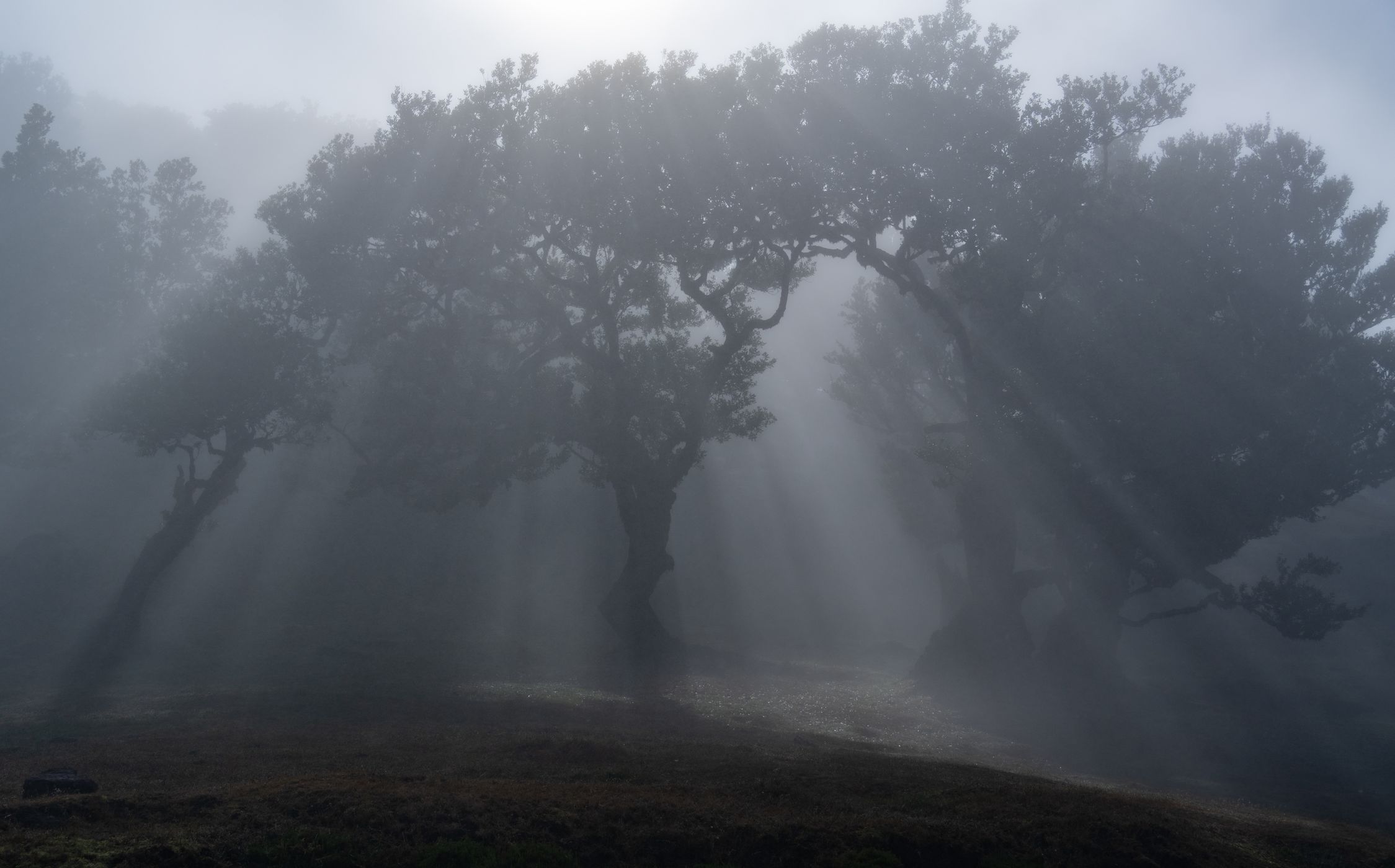 Fanal, Portugal