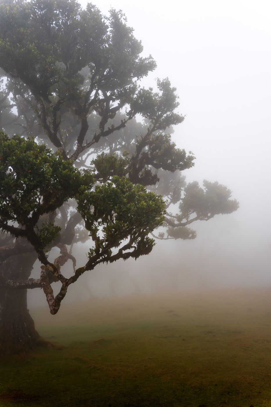 Fog Forest Fanal, Madeira, Portugal