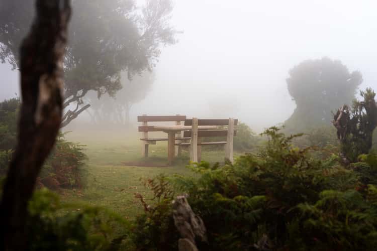 Fog Forest Fanal, Madeira