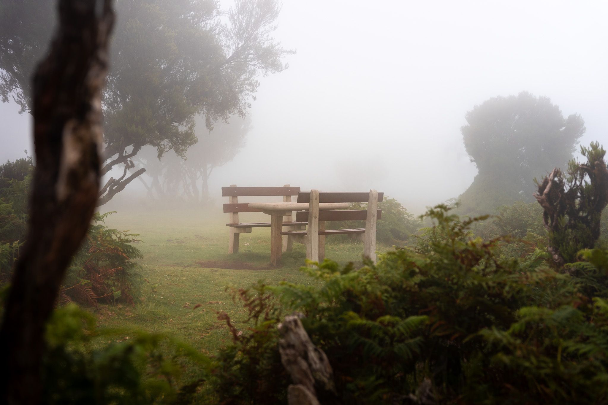 Fog Forest Fanal, Madeira, Portugal