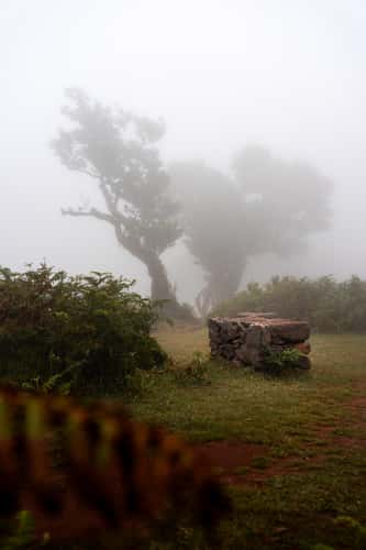 Fog Forest Fanal, Madeira