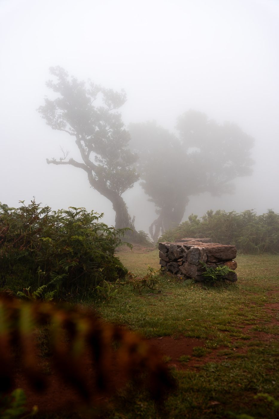 Fog Forest Fanal, Madeira, Portugal