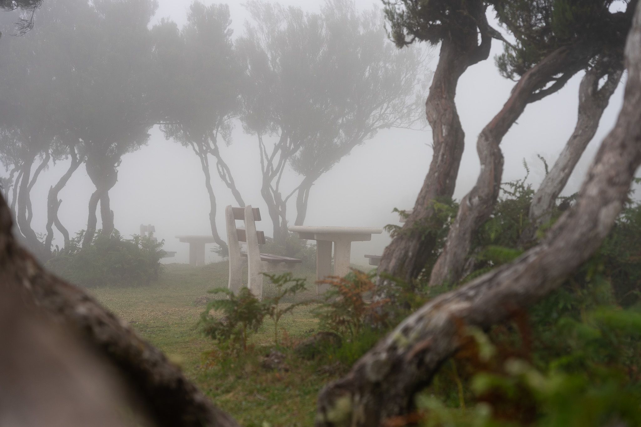 Fog Forest Fanal, Madeira, Portugal
