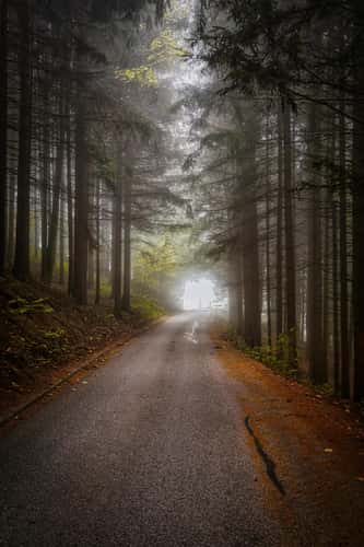 Fog Road