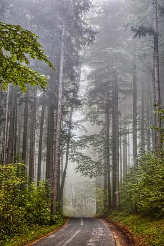 Fog Road