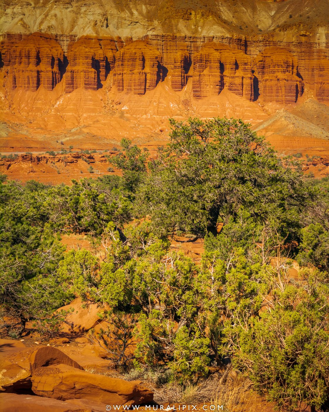 Goosenecks Overlook At Capitol Reef National Park, USA