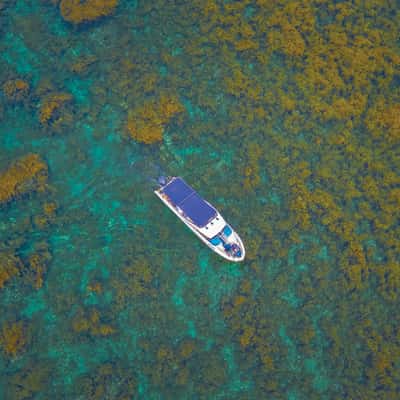Hon Kho Island & Sargassum Seaweed Season, Vietnam