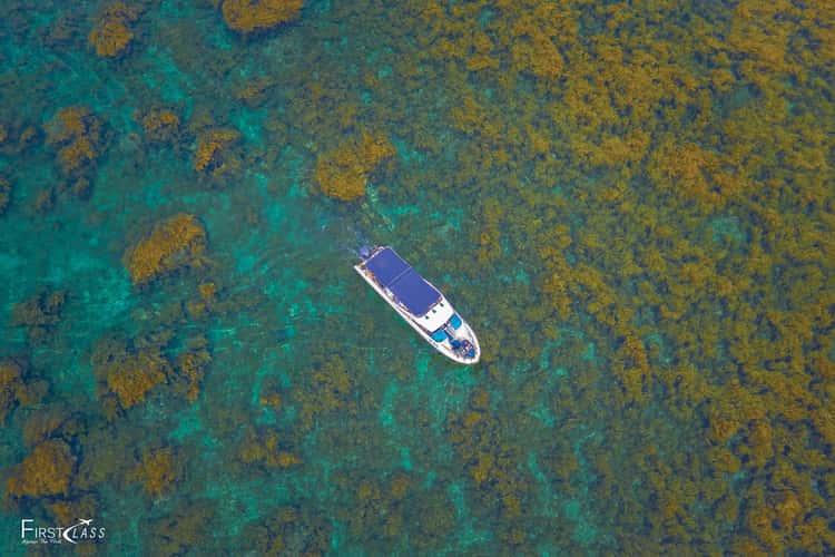 Hon Kho Island & Sargassum Seaweed Season
