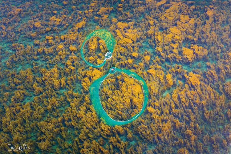 Hon Kho Island & Sargassum Seaweed Season