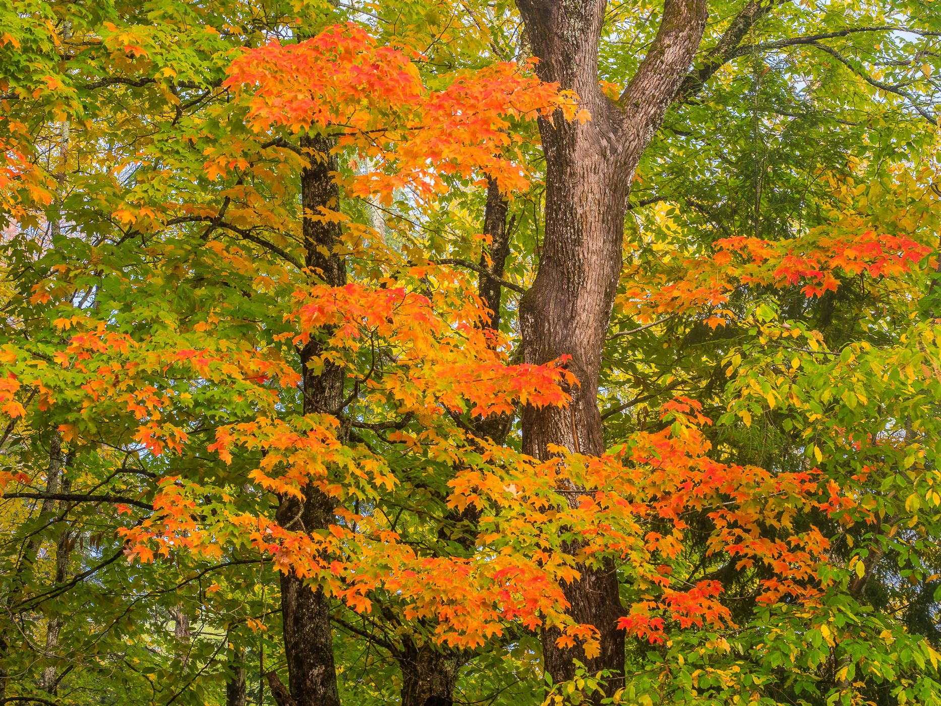 Indian Summer in Odell Park, Canada