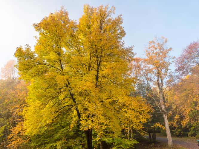 Indian Summer in Odell Park