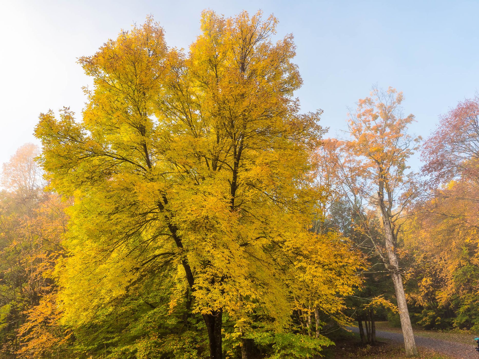 Indian Summer in Odell Park, Canada