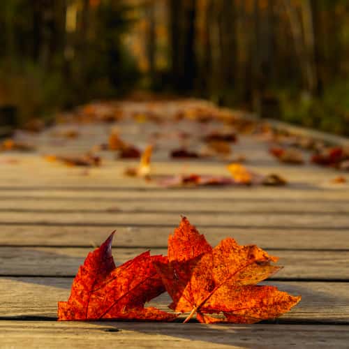 Jesup Path