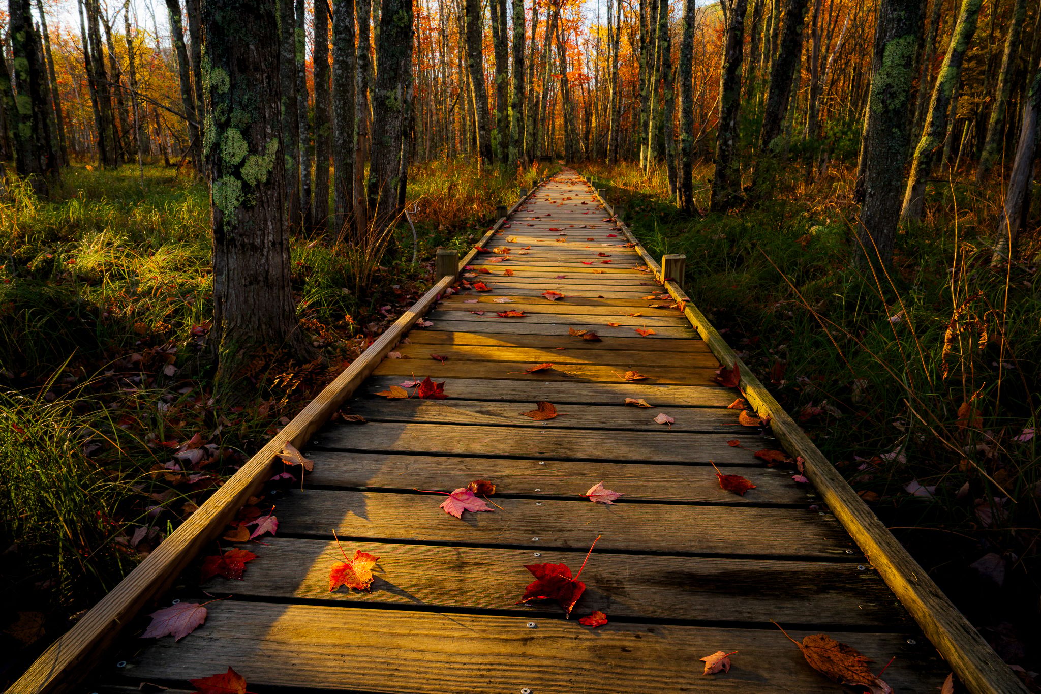 Jesup Path, USA