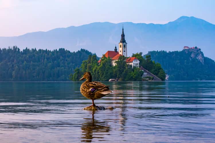 Lake Bled - Wooden Jetty - Rock covered with coins