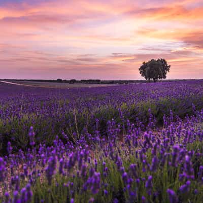Lavender fields, Brihuega, Spain