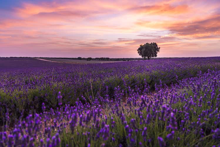 Lavender fields, Brihuega