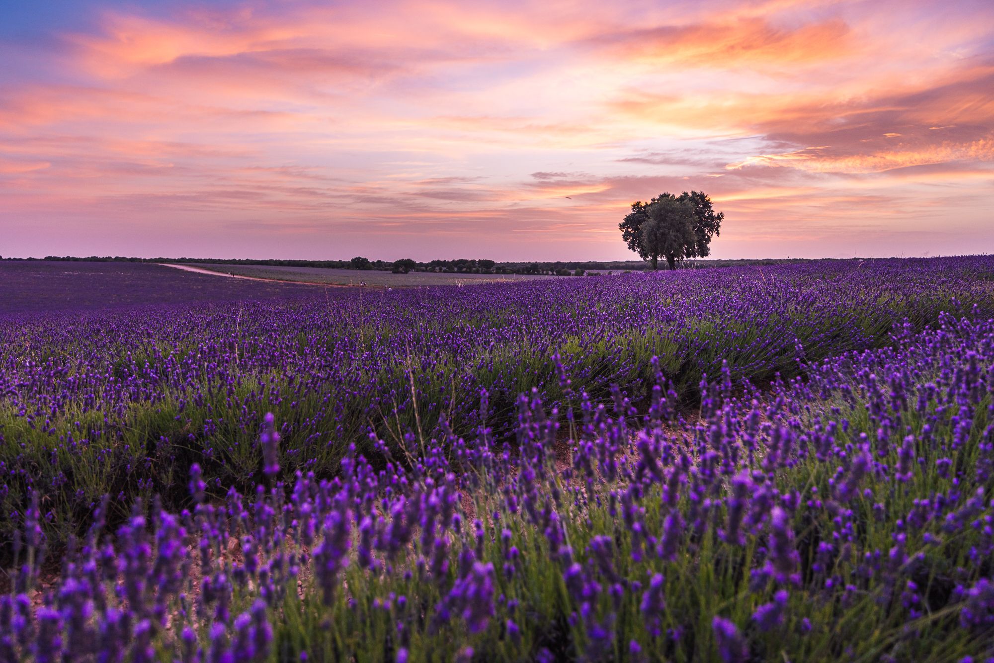 Lavender fields, Brihuega, Spain