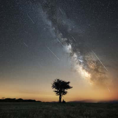 Lonely tree, France