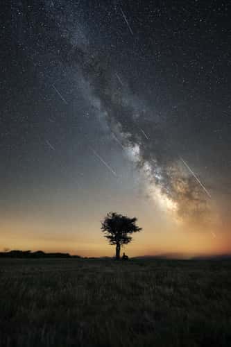 Lonely tree