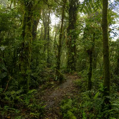 Monteverde National Park, Costa Rica, Costa Rica
