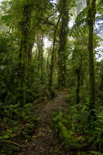 Monteverde National Park, Costa Rica