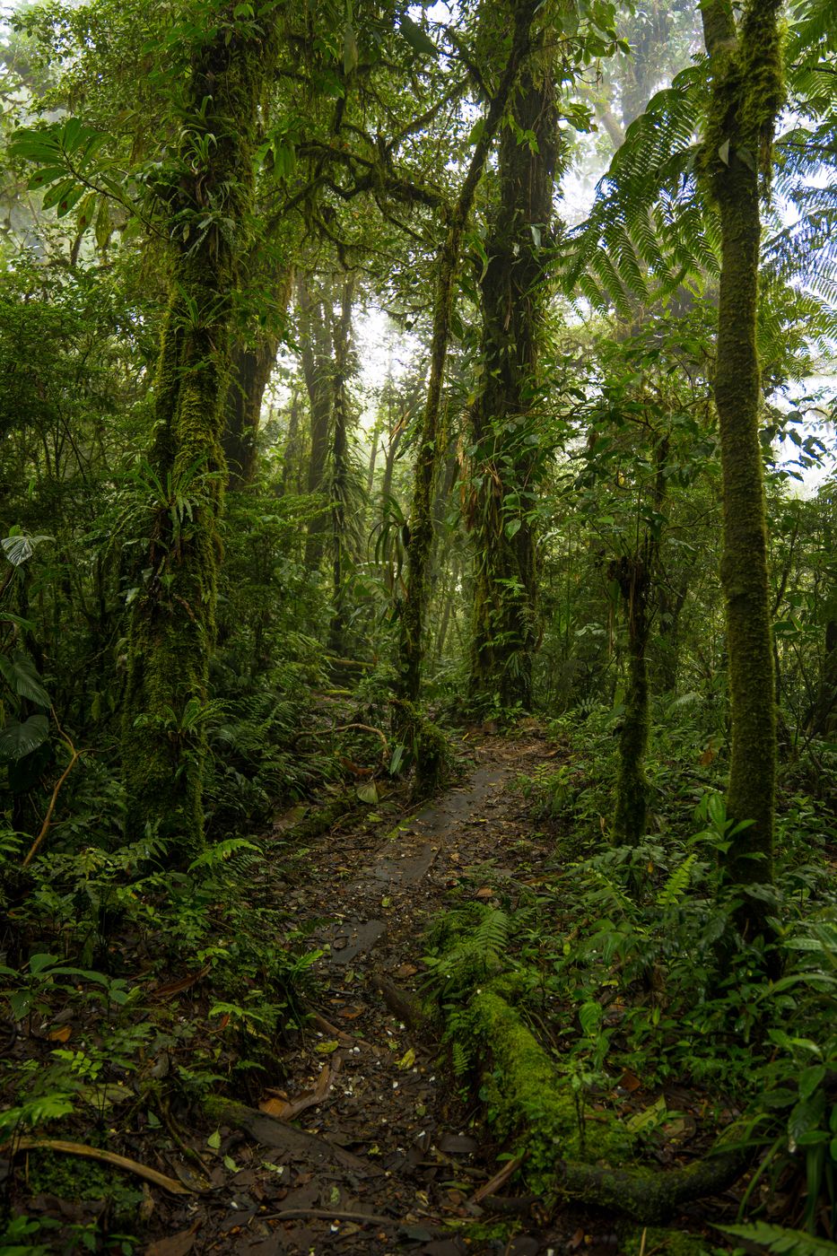 Monteverde National Park, Costa Rica, Costa Rica
