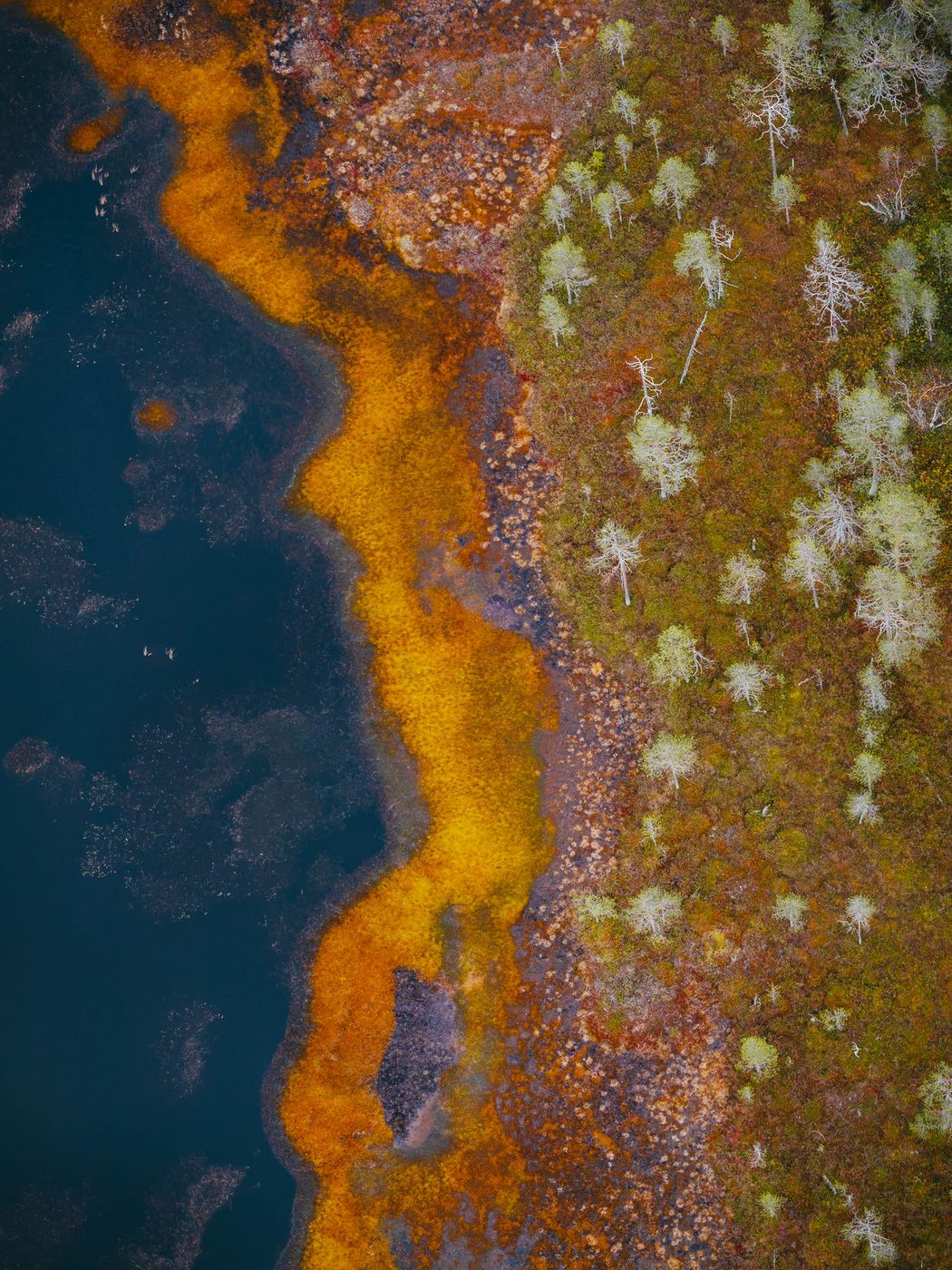 Moor in Pyhä-Luosto-Nationalpark, Lapland (autumn), Finland
