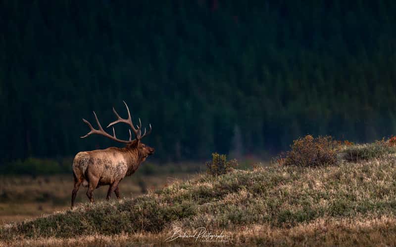 Moraine Park – Rocky Mountain National Park