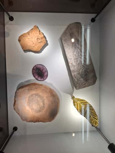 Naturkundemuseum Stuttgart, Museum am Löwentor